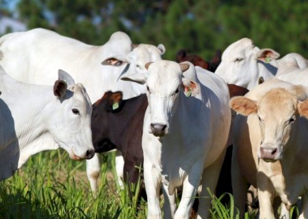 Boi: venda externa de carne in natura pode ultrapassar 200 mil t em novembro