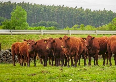 Pecuária: os desafios em diferentes segmentos