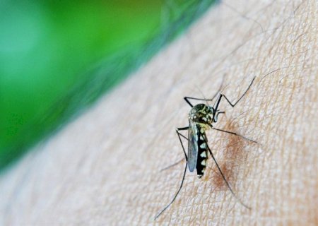 Centro-Oeste, ES e MG devem viver pandemia de dengue em 2024