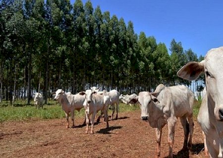 Precoce MS avança com abate de 1,3 milhão de cabeças de gado