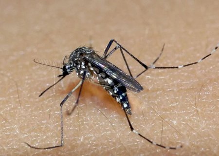 Em uma semana, Mato Grosso do Sul confirma mais de 40 casos da dengue