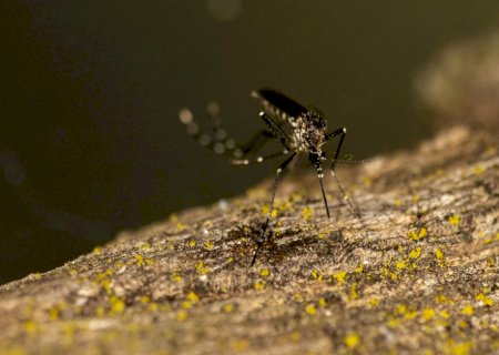 MS tem aumento de mais de 90% em casos de dengue em 2023; mortalidade também cresce