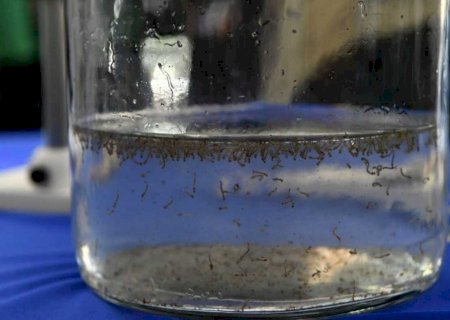 Governo destina R$ 4 milhões a municípios para investir em ações de combate à dengue, Zika e chikung