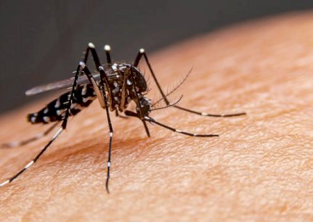 Brasil enfrenta aumento recorde de casos de dengue em 2024