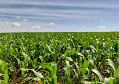 Chuvas favorecem o plantio de milho na segunda safra em MS