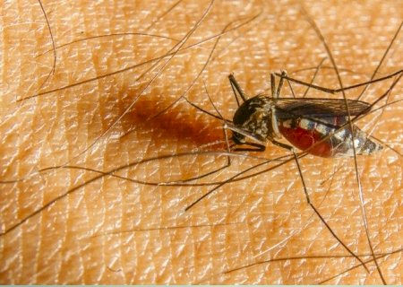 Dengue na zona rural: o que é preciso saber