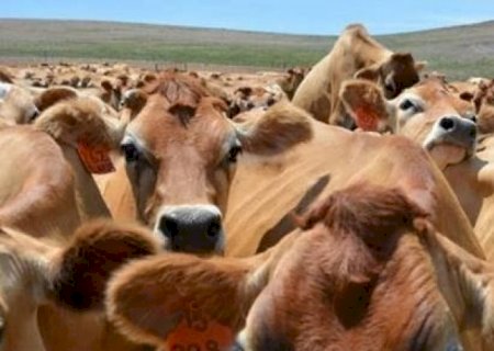 De olho no boi: A virada de chave no mercado deve vir antes do esperado?