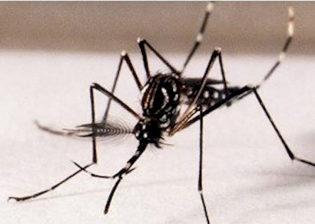 Parem de culpar as pessoas pela dengue