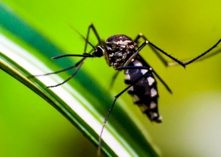 Brasil tem quase mil mortes por dengue em investigação