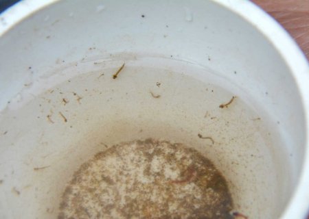 Casos prováveis de dengue já superam os de todo o ano de 2023