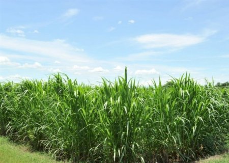 Biopotencializadores auxiliam cana-de-açúcar
