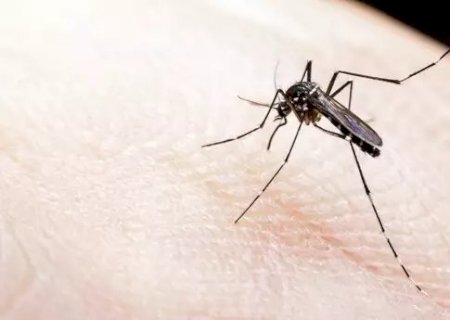 Crian&ccedil;a de sete anos é a sexta v&iacute;tima de dengue em MS