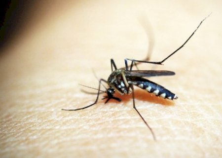 Com explosão de casos no país, governo fez 'Dia D' contra dengue
