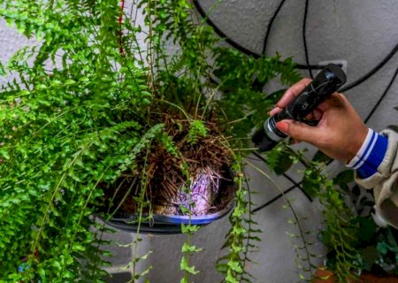 À beira da epidemia: vizinhos de Mato Grosso do Sul decretam emergência por dengue