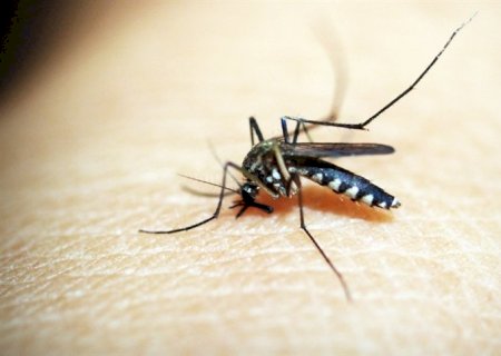 Dengue: Anvisa vai priorizar registro de dispositivos para diagnóstico