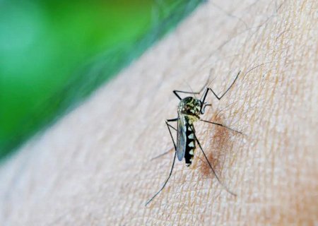 Brasil já tem mais de 3 milhões de casos de dengue em 2024