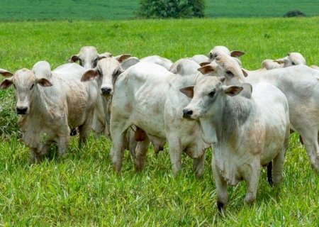 Pecuária dos EUA avança em sustentabilidade