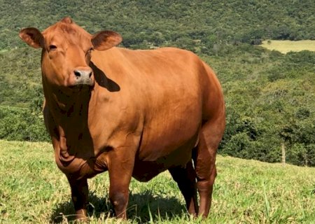 Boi: pecuaristas se afastam do mercado