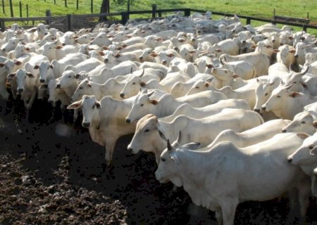 Oferta derruba preços da arroba do boi gordo no Brasil