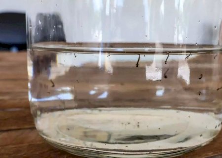 Com 102 mortes, chikungunya tem letalidade maior que dengue no Brasil