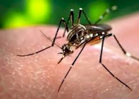 Brasil registra mais 29.338 novos casos prováveis de dengue