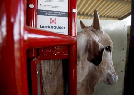Conheça o 1º equipamento de contenção bovina para pequeno produtor