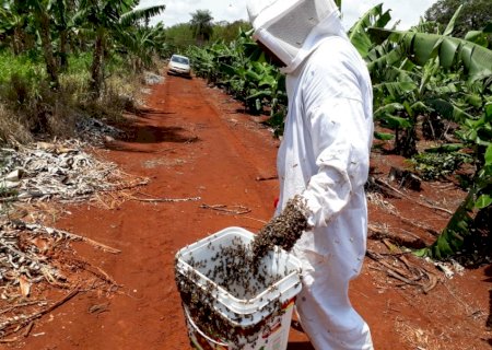 Abelhas morrem contaminadas por pulverização agrícola irregular e produtora ganha causa com R$ 100 mil em indenização