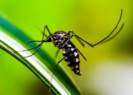 Brasil se aproxima de 6 milhões de casos e 4 mil mortes por dengue