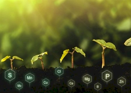 A importância dos micronutrientes na agricultura e na saúde