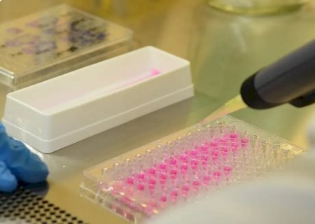 Vírus zika pode voltar a se replicar após recuperação, aponta estudo