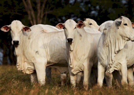 Demanda em alta aquece mercado do boi gordo no Brasil