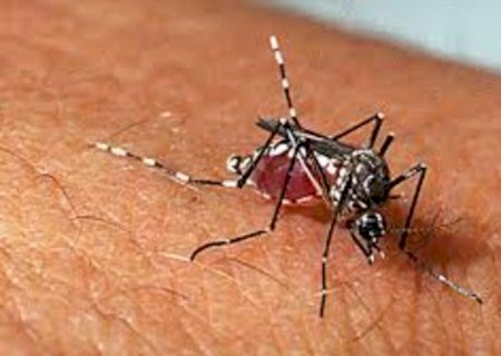 Boletim Epidemiológico: MS registra 15.718 casos confirmados de dengue