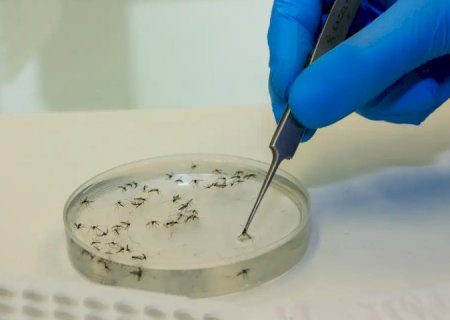 Febre Oropouche: confira dicas de prevenção