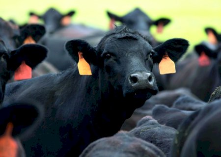 Carne bovina é um dos principais produtos pecuários nas exportações brasileiras
