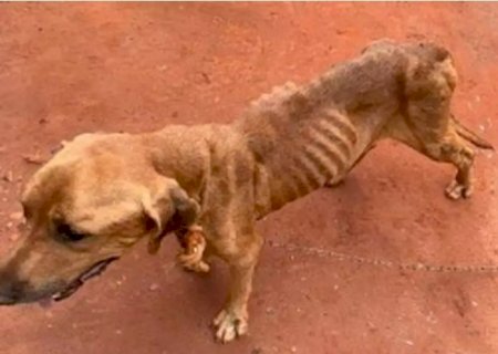 IVINHEMA: Justiça rejeita pedido de recolhimento de animais das ruas