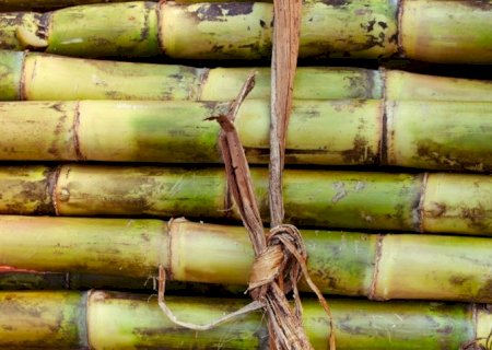 Cana-de-açúcar: produção menor pressiona mercado de açúcar