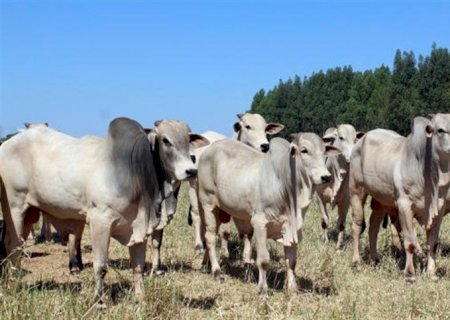 Carne bovina: preço do quilo cai, mas exportações sobem