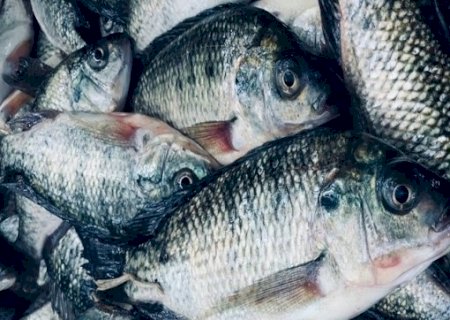 Exportações de peixes dão um salto em 2024