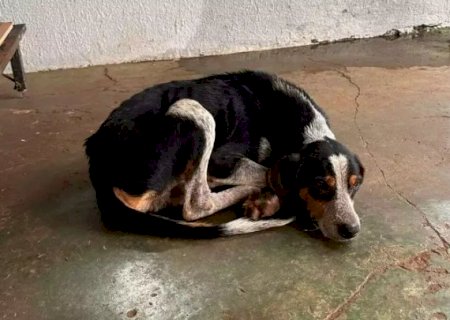 Homem nega que abandonou cão doente e é solto em audiência