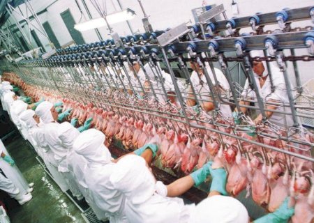 Exportação de carne de frango cresce 9,4% e atinge 443 mil t, recorde para o mês