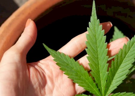 Mendes rejeita recursos sobre descriminalização do porte de maconha