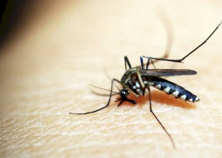 Opas emite alerta para risco de surtos de dengue 3 nas Américas