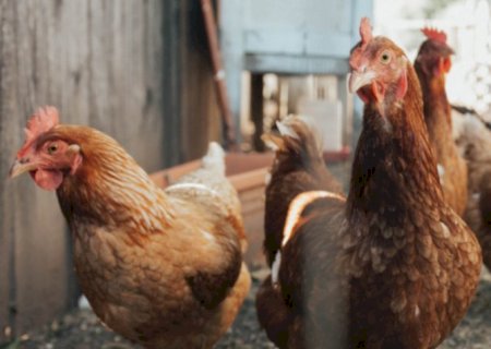 Preço da carne do frango sobe 3,37% na 1ª quinzena de março