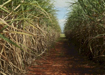 Clima afeta safra de cana 2024/25, mas país mantém alta produção de açúcar e etanol