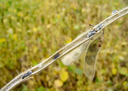 Método inovador amplia uso de fungo natural no controle biológico