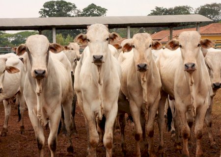 Boi gordo: proximidade da Páscoa deve elevar cotações; veja os preços