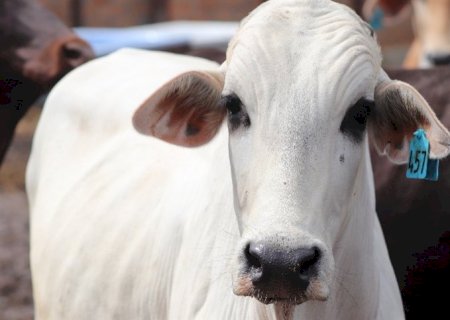 Mercado do boi gordo segue estável com poucos negócios