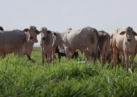 Preço do boi gordo no Mercosul atinge novo recorde em três anos