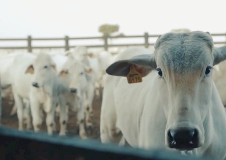 Vendas de sêmen bovino cresceram 11% no primeiro trimestre de 2025