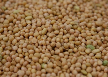 Alta oferta e trégua entre EUA e China pressionam preços da soja